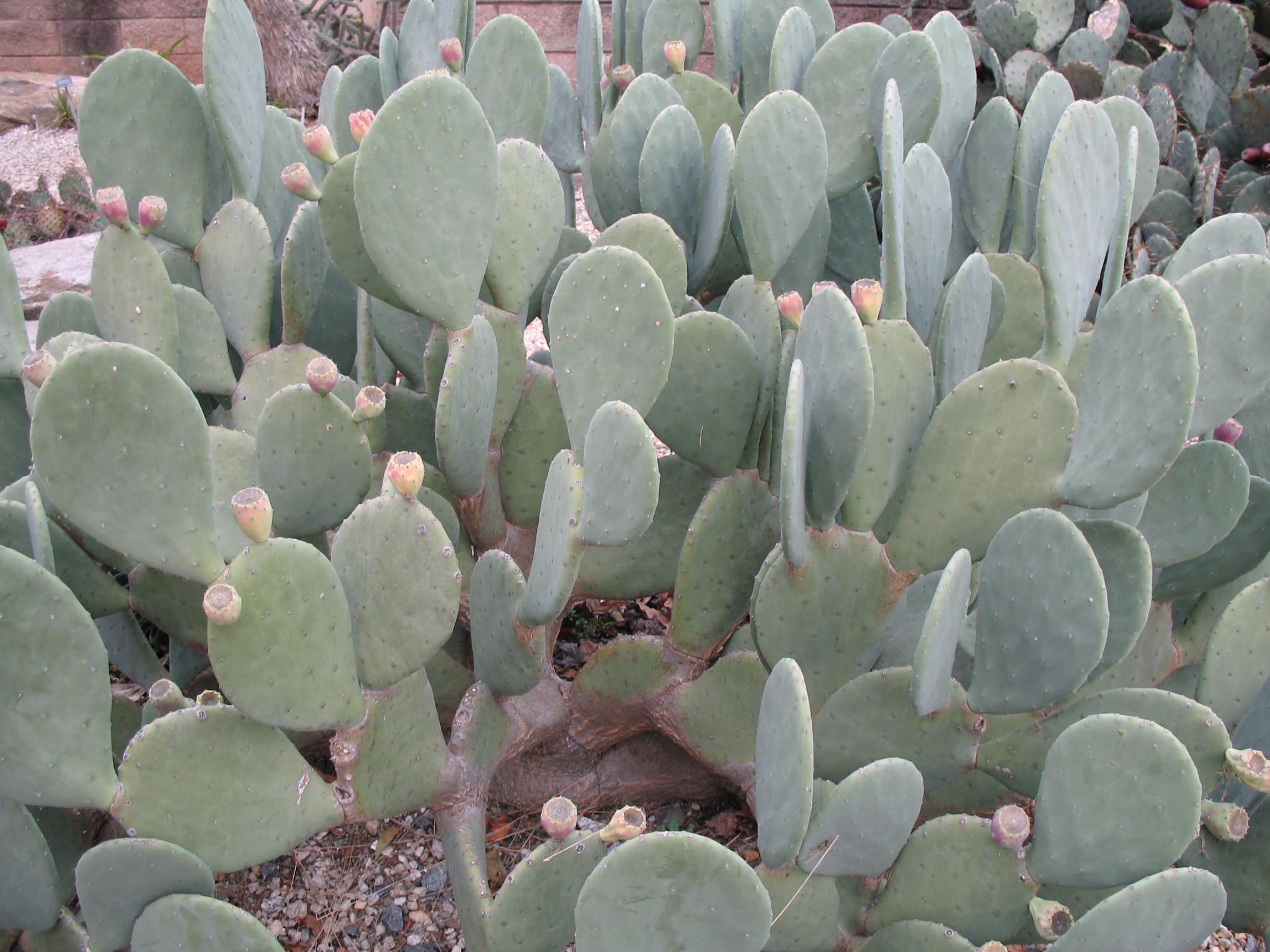 Online Plant Guide Opuntia Ellisiana Thornless Prickly Pear